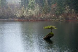 Arrosage du bonsai : Quand et comment arroser ?
