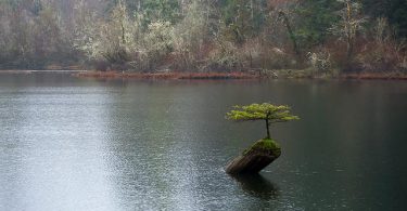 Arrosage du bonsai