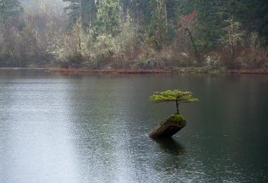 Arrosage du bonsai
