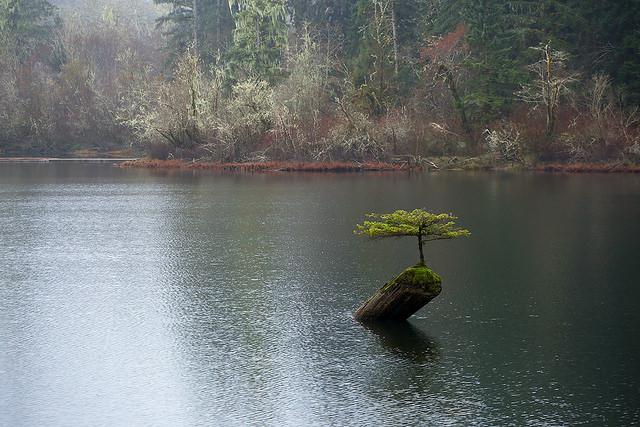 Arrosage du bonsai