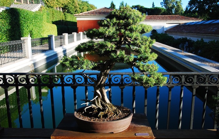 Bien entretenir un bonsai