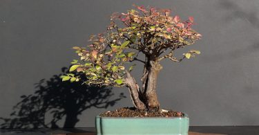 Bonsai double tronc Sokan