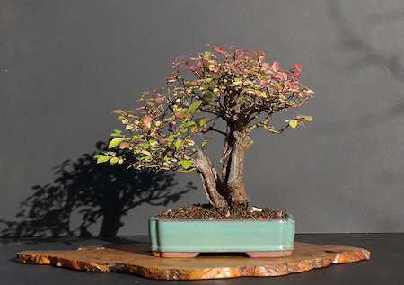 Bonsai double tronc Sokan