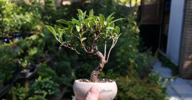 Bonsai ficus