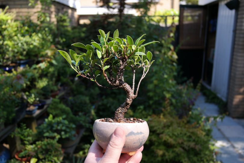 Bonsai ficus