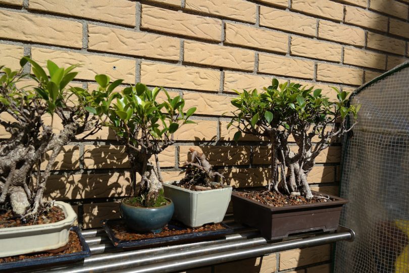 Bonsai ficus