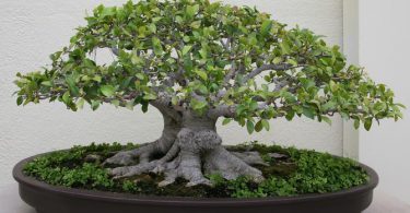 Entretien bonsai Ficus