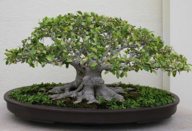 Entretien bonsai Ficus