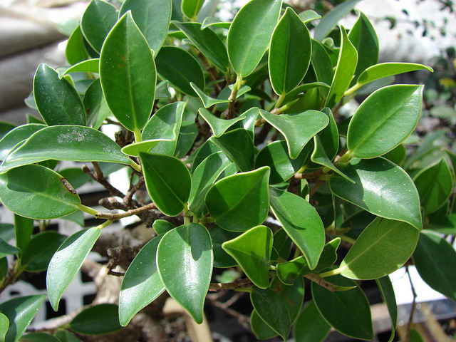 Bonsai Ficus Microcarpa