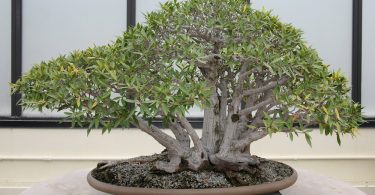 Bonsai ficus neriifolia