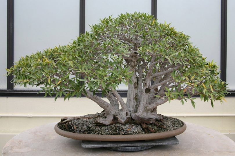 Bonsai ficus neriifolia