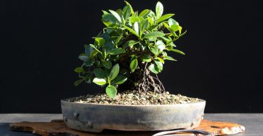 Bonsai ficus retusa