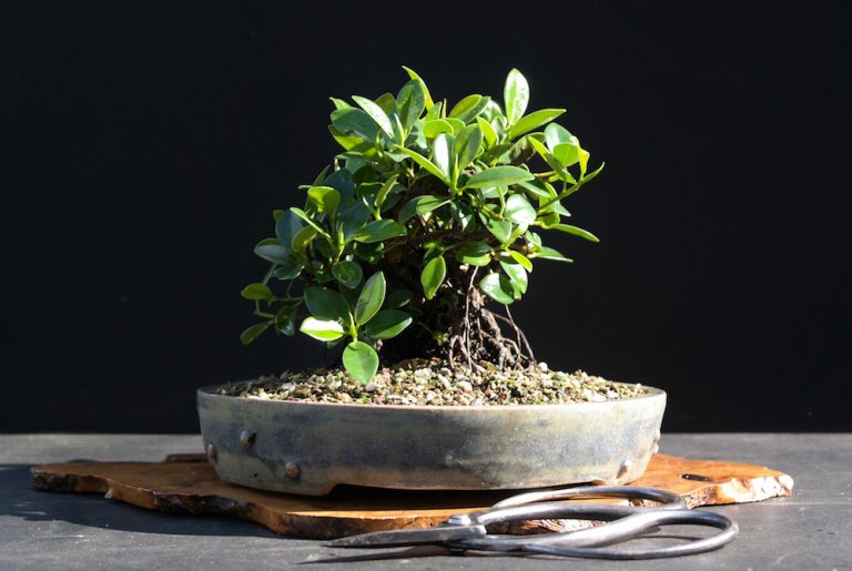 Bonsai Ficus Ginseng, Retusa, Benjamina, Microcarpa Maitre Bonsai