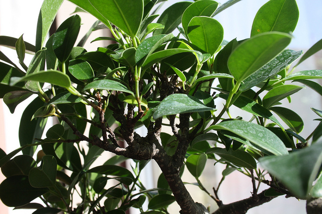 Bonsai ficus retusa