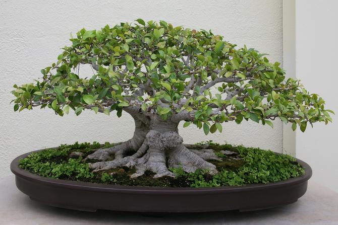 Entretien bonsai Ficus