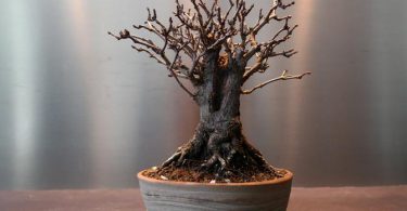 Mon bonsai perd ses feuilles