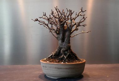 Mon bonsai perd ses feuilles