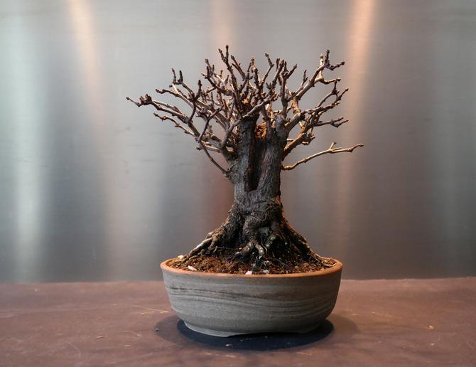 bonsai perd ses feuilles