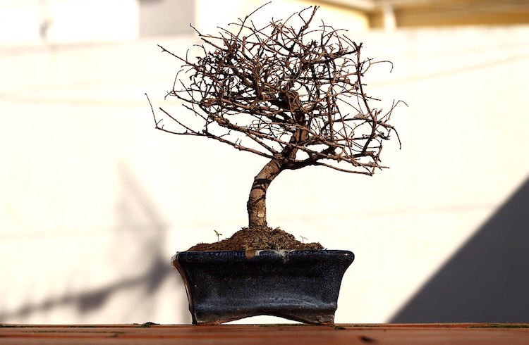 bonsai perd ses feuilles