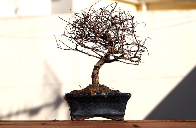 Perte des feuilles du bonsai caduque