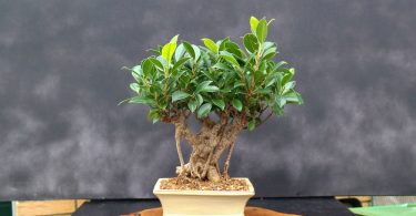 Bonsai ficus retusa