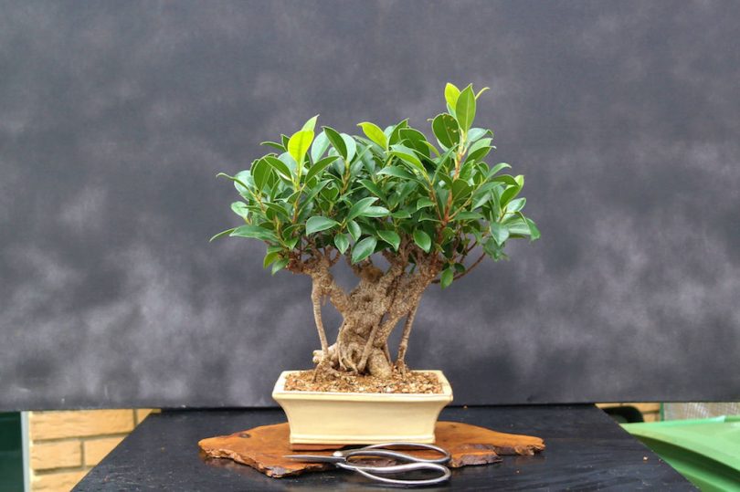 Bonsai ficus retusa