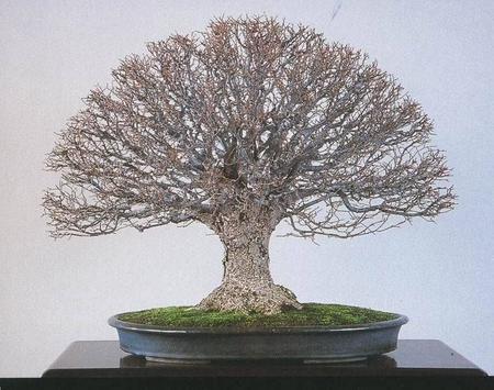 Le bonsai style balai Hokidachi