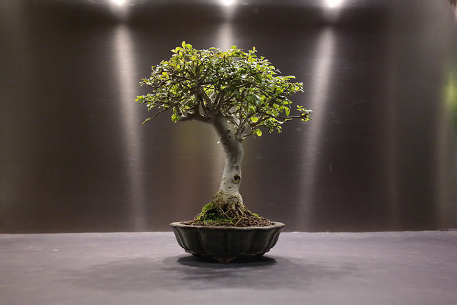 Komono, un bonsai d'intérieur de taille moyenne