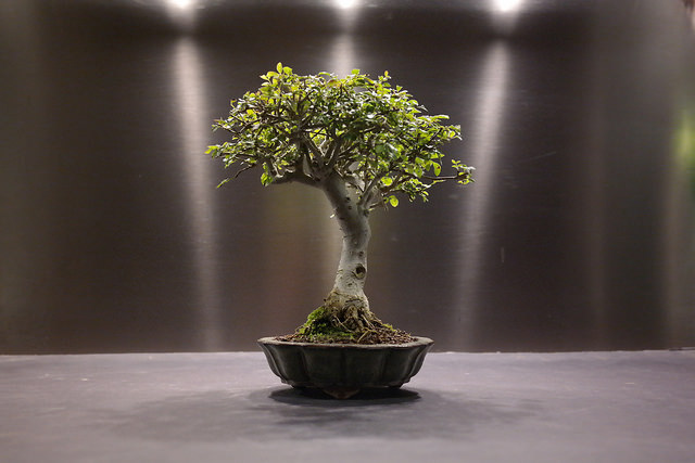 Des arbres splendides * - Page 2 Bonsai-taille-moyen-komono