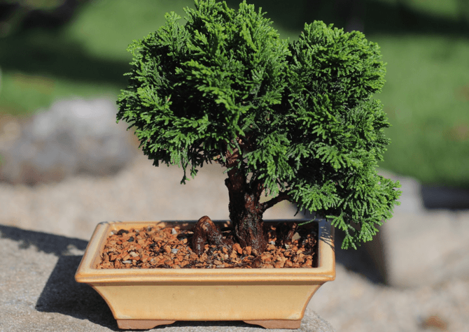 Choisir son pot à bonsai