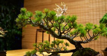 Définition et présentation du bonsai