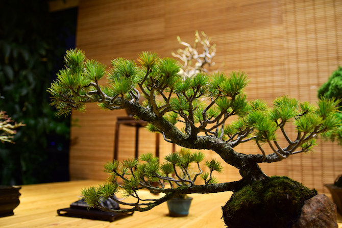 Définition et présentation du bonsai