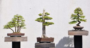Les styles de bonsai
