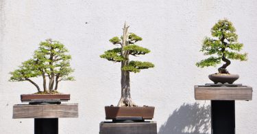 Les différents styles de bonsai