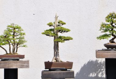 Les différents styles de bonsai