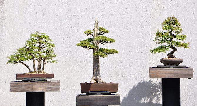 Les différents styles de bonsai