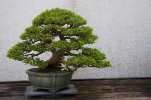 Entretien et soin du bonsai d'intérieur et d'extérieur
