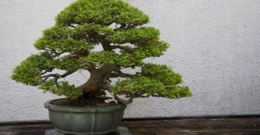 Entretien du bonsai