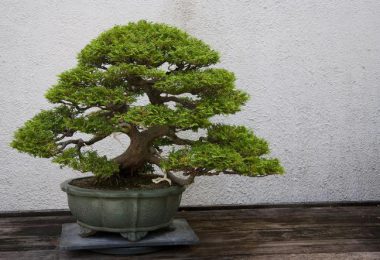 Entretien du bonsai