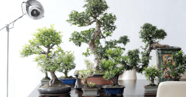 Fiche de culture des différentes espèces de bonsai