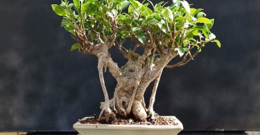 Bonsai ficus