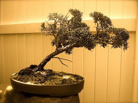 Forme de bonsai penchée