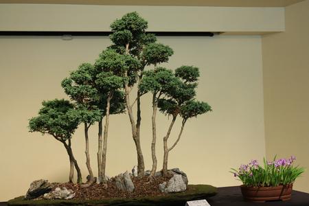 bonsai forme style forêt