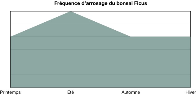 Fréquence d'arrosage du bonsai ficus