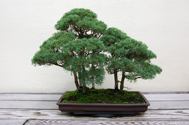 Omono, grand bonsai d'extérieur pour jardin