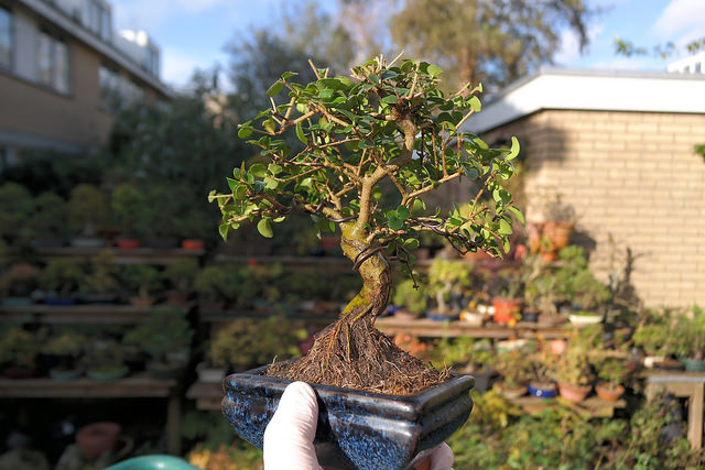 Un petit bonsai Shohin