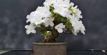 Pot bonsai Azalée