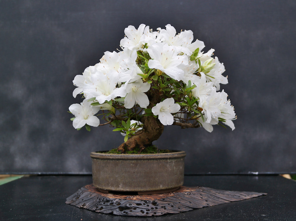 https://www.maitre-bonsai.fr/wp-content/uploads/2016/04/pot-bonsai-azalee.jpg