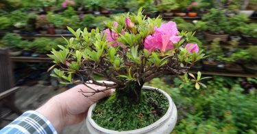 Azalée Pot bonsai blanc