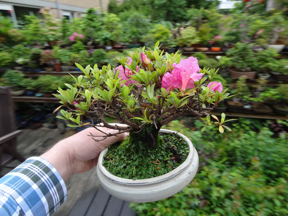 Mini Bonsaï Dans Le Pot De Fleurs Sur Un Bonsaï Se Dresse Sur Un Fond  Naturel Banque D'Images et Photos Libres De Droits. Image 189914872